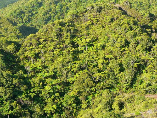 83- Changement de vegetation vers le Grand Canyon 